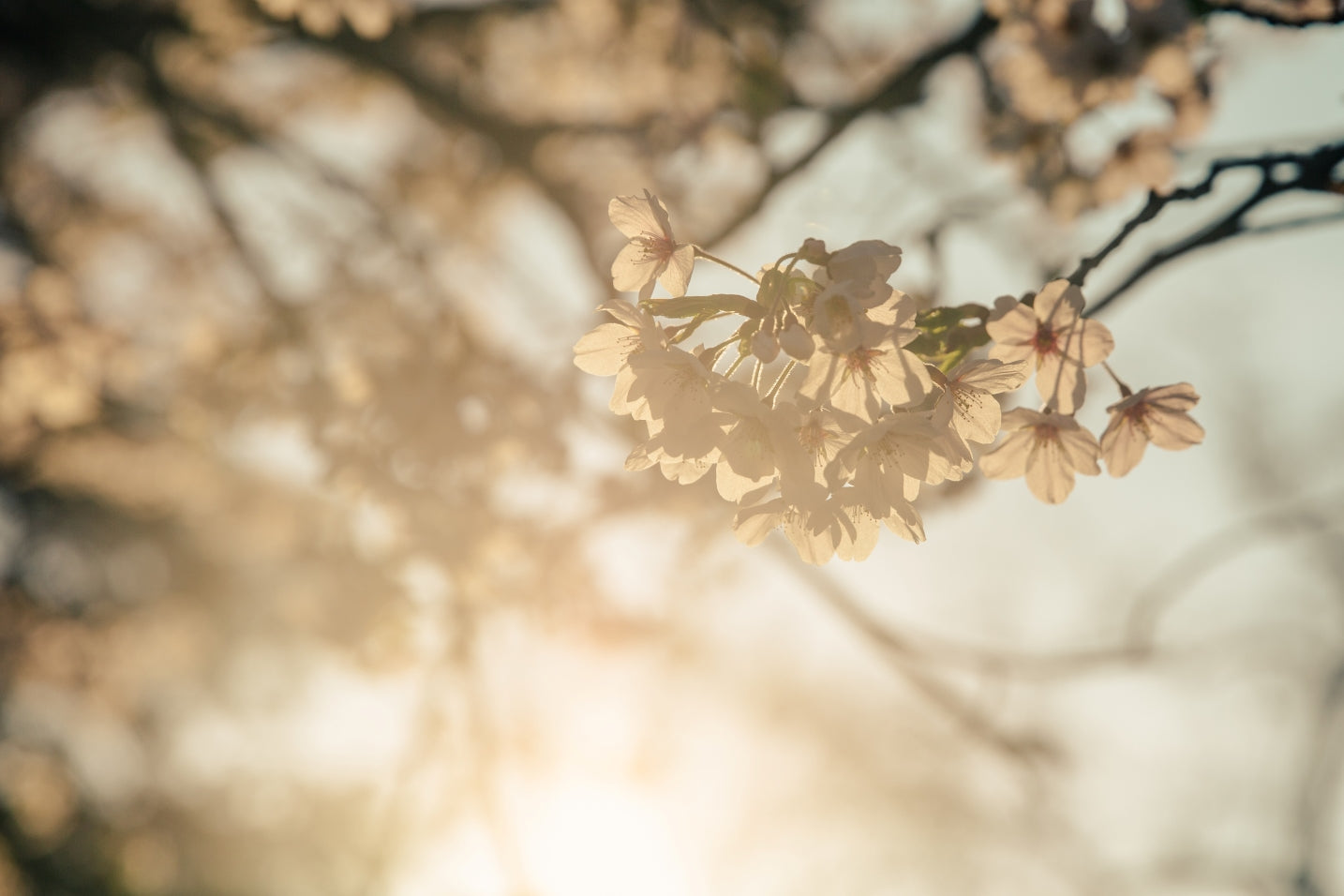 Sunny Cherry Blossoms - Wander Fragrances